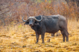 buffalo(探秘水牛：生态价值与保护)